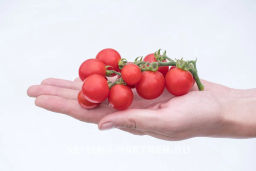 Томат Каменный Цветок F1 - Партнер фото 4