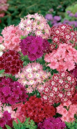 Флокс МЕРЦАЮЩАЯ ЗВЕЗДА Яркие маленькие звёзды!