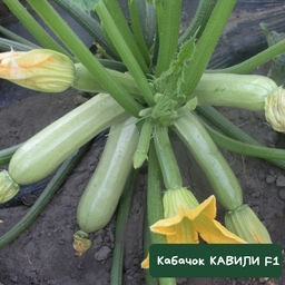 Кабачок КАВИЛИ F1