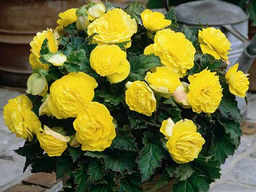 Бегония махровая желтая (Double Yellow) - Долина роз фото 4