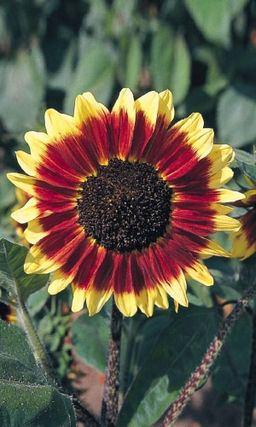 Подсолнечник САТУРН Необычная окраска!