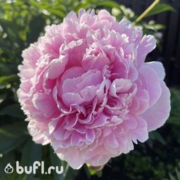 Пион Sarah Bernhardt