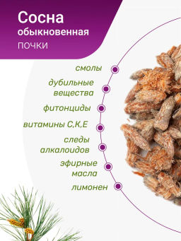 Сосновая почка - Травы горного крыма фото 3