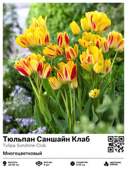 Тюльпан Sunshine Club (Многоцветковый) - Голландские луковицы фото 2