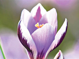 Крокус Spring Beauty (Спринг Бьюти) 5 шт
