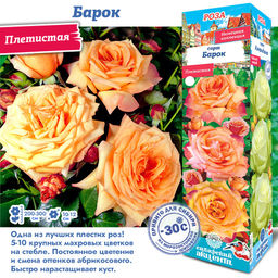 Роза Барок (Плетистая) 1шт