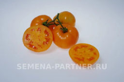 Томат Сувенир - Партнер фото 3