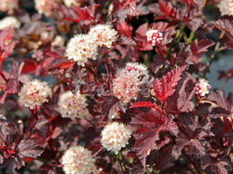 Пузыреплодник калинолистный Ред Барон