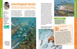 В мире животных (нов.обл.). Энциклопедия. Пратези Ф., Пратези И. - Махаон фото 12