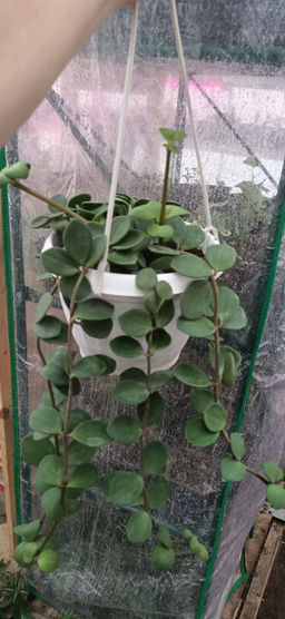 Пеперомия Хоуп, горшок С2