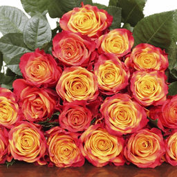 Роза Атомик - Долина роз фото 2