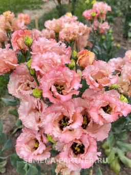 Эустома бахромчатая лососевая Сеньорита Марта - Партнер фото 5