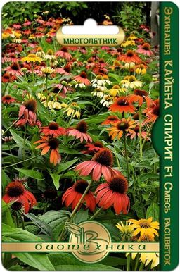 Эхинацея F1 Кайена Спирит