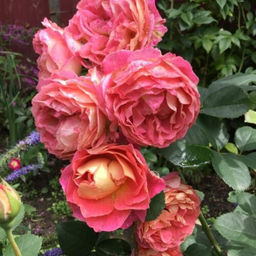 R558 ШАТО ДЕ ВЕРТУА