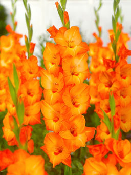 ГЛАДИОЛУС Принс Оф Оранж Разбор 10/12 Кол-во упак., шт 10