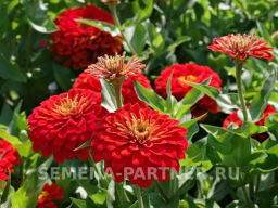 Цинния георгиновидная Сочные тропики Сангрия - Партнер фото 5