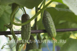 Огурец пчелоопыляемый Ласточка - Партнер фото 6