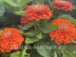 Цинния георгиновидная Сочные тропики Дайкири - Партнер фото 2
