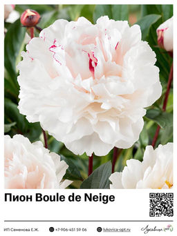Пион Boule de Neige
