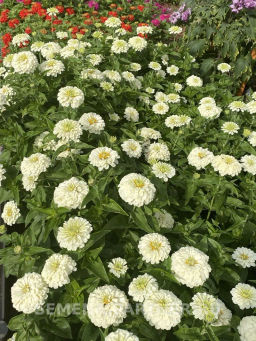Цинния георгиновидная Фэнтези Белый Антик - Партнер фото 7