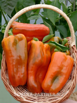 Перец сладкий Флагман - Партнер фото 7