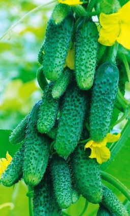 Огурец ДЖЕНТЕЛЬМЕНЫ F1 Очень приличные огурчики с прекрасными огуречными манерами! Всегда раннее и обильное плодоношение!