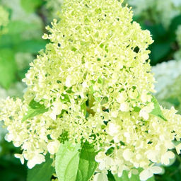 Гортензия метельчатая Панателла