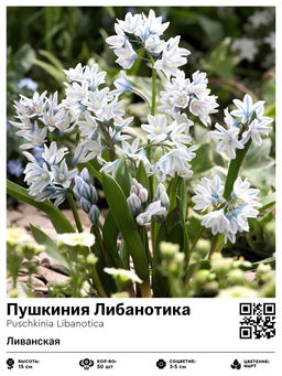 Пушкиния Либанотика (Ливанская)