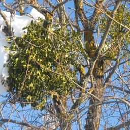 Масло омелы белой (инфуз) - Мариславна фото 2