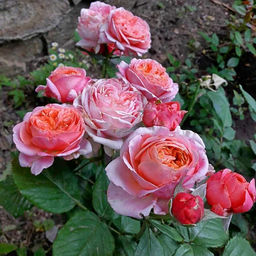 R341 МЭРИ ЭНН