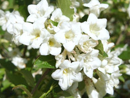 Вейгела цветущая Кандида