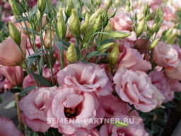 Эустома срезочная махровая абрикосовая Мадам Шанталь - Партнер фото 7