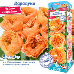 Роза Каралуна (Чайно-гибридная) 1шт