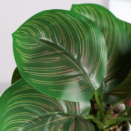 Цветочная композиция Калатея 27 см / SL-6 /уп 48/ - Галеонтрейд фото 5