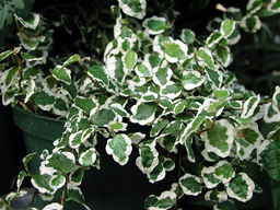 Фикус пумила вариегата, горшок С3