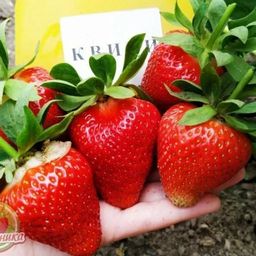 Цена за 4 шт. Земляника садовая Квики (Р9)