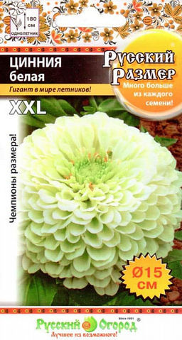 Цинния Русский размер (белая) 10шт. (НК)