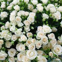 0edb94186ef8a1b76d79324aae44020aimw15fs0ll0tbn5j