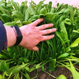 Зелень Мибу — Мибусаи — Мибуна (壬生菜)