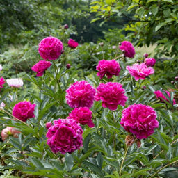 Пион Канзас