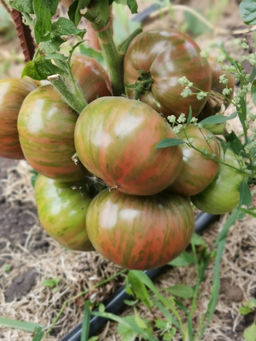 Гном Малиновая Нерка