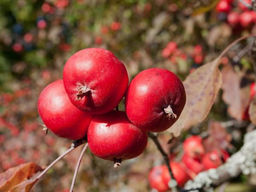 Яблоня Райка - Долина роз фото 2