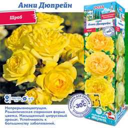 Роза Анни Дюпрейн (Шраб) 1шт