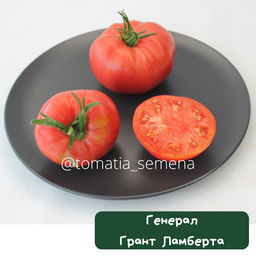 Генерал грант Ламберта - Tomatia фото 2