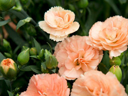 Гвоздика карликовая абрикосовая - Долина роз фото 2