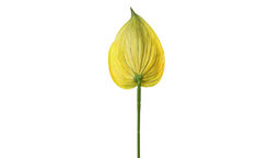 Антуриум 3D - Желто-зеленый