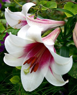 Лилия Triumphator (ЛО-гибрид) - Голландские луковицы фото 2