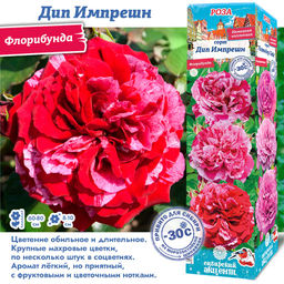 Роза Дип Импрешн (Флорибунда) 1шт