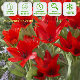 Тюльпан Цваненбург Вэрайети - Долина роз фото 5