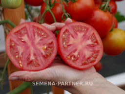 Томат Прекрасная Леди F1 - Партнер фото 3